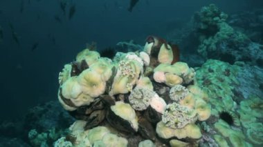 Deniz yıldızı ve deniz anemone deniz dibinin buzlu arasında.
