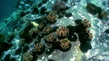 Deniz yıldızı ve deniz anemone deniz dibinin buzlu arasında.