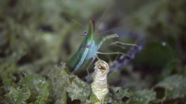 Camarones en el fondo del mar en la hierba en busca de alimentos . — Vídeos de Stock