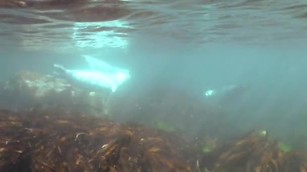 Grijze zeehond zwemt in onderwater gras in Japan zee. — Stockvideo