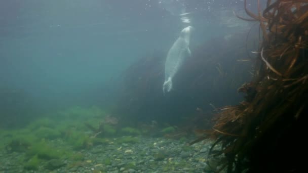 Foca gris nada en hierba submarina en el mar de Japón . — Vídeos de Stock