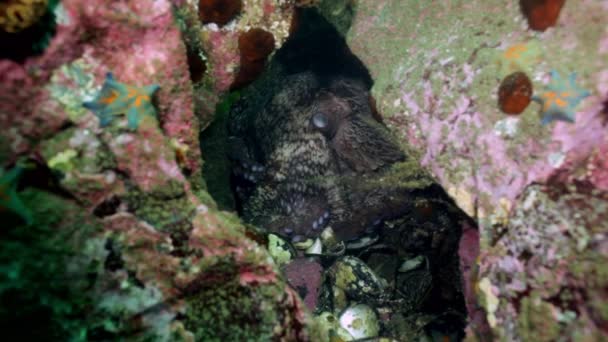 Grote octopus in de stenen zeebodem op zoek naar voedsel. — Stockvideo