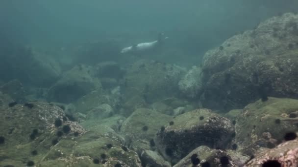 Foca gris nada entre rocas submarinas en el mar . — Vídeo de stock