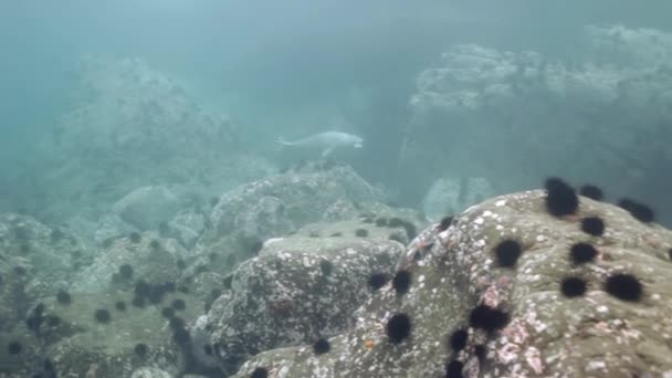 바다에서 수 중 바위 사이 회색 물개 수영. — 비디오