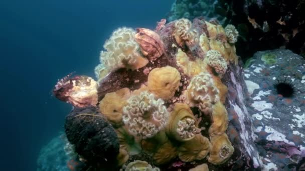 Estrella de mar y anémona marina entre las rocas del fondo marino . — Vídeos de Stock