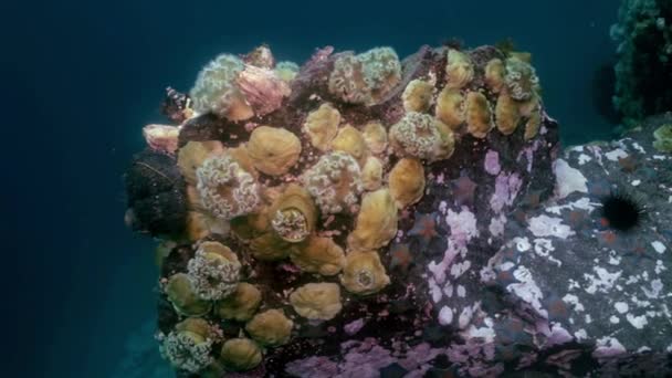 Seestern und Seeanemonen zwischen Felsen auf dem Meeresboden. — Stockvideo