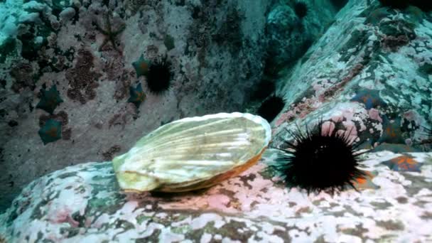 Vieira y erizos de mar entre las rocas en el fondo del mar . — Vídeos de Stock