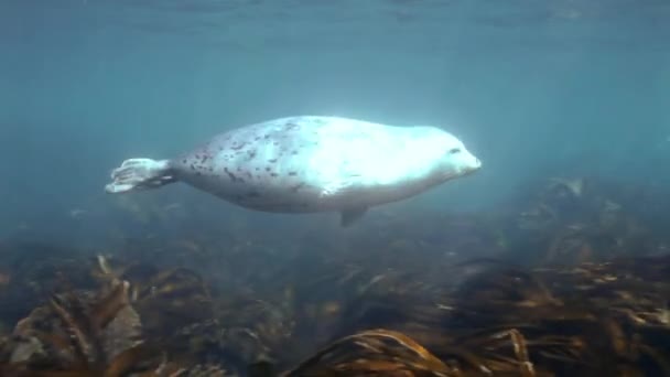 Gray seal swims  in underwater grass in Japan Sea. — Stock Video