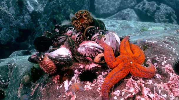 Shells and sea urchins among rocks on seabed. — Stock Video