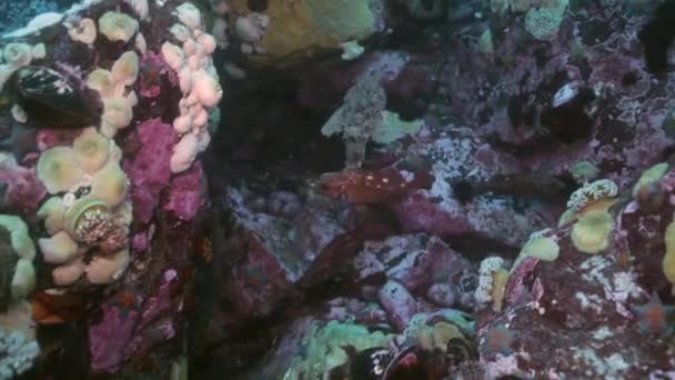 Poissons et oursins parmi les rochers des fonds marins . — Video