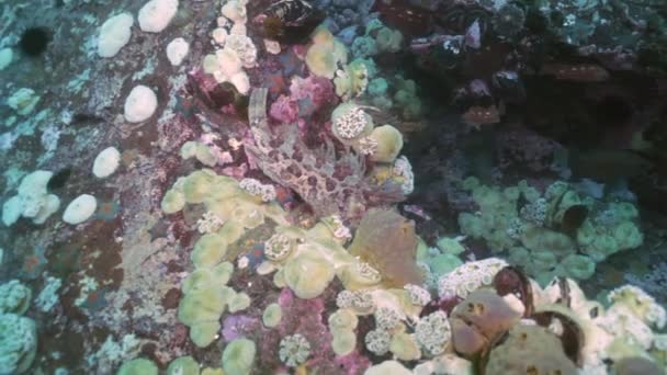 Peces y erizos de mar entre las rocas en el fondo del mar . — Vídeos de Stock