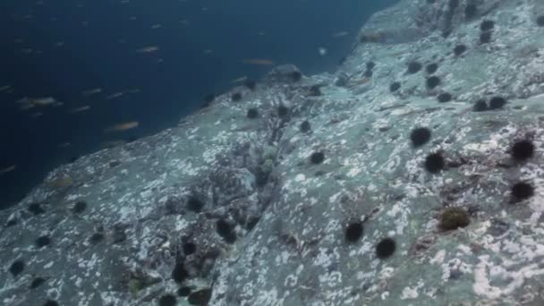 Peces y erizos de mar entre las rocas en el fondo del mar . — Vídeo de stock