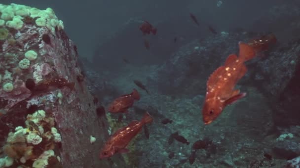 Poissons et oursins parmi les rochers des fonds marins . — Video