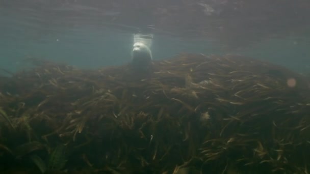 Selo cinzento nada em grama subaquática no mar do Japão . — Vídeo de Stock