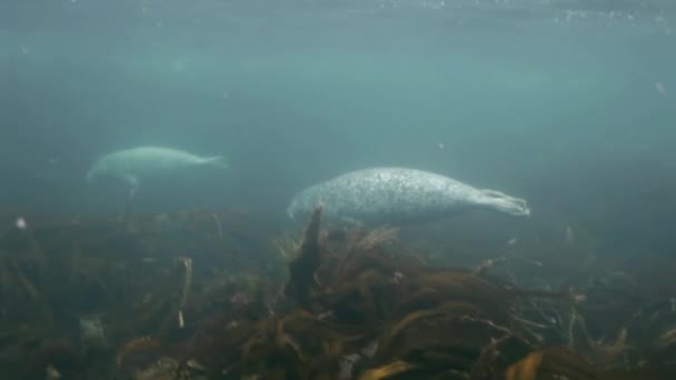 Gray seal swims  in underwater grass in Japan Sea. — Stock Video