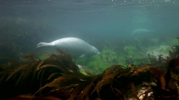 Phoque gris nage dans l'herbe sous-marine dans la mer du Japon . — Video