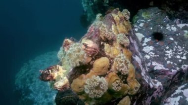 Deniz yıldızı ve deniz anemone deniz dibinin buzlu arasında.