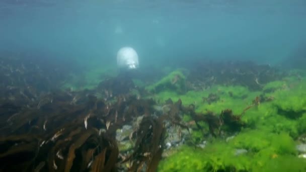 La foca grigia nuota nell'erba sottomarina in Giappone Mare . — Video Stock