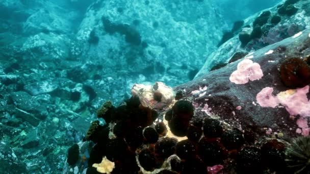Estrela-do-mar e ouriços-do-mar entre rochas no fundo do mar . — Vídeo de Stock