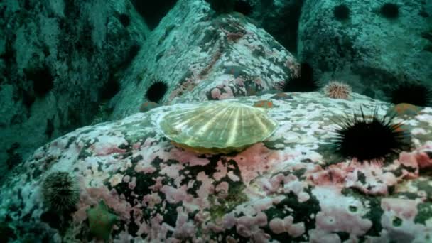 Jakobsmuscheln und Seeigel zwischen den Felsen auf dem Meeresboden. — Stockvideo