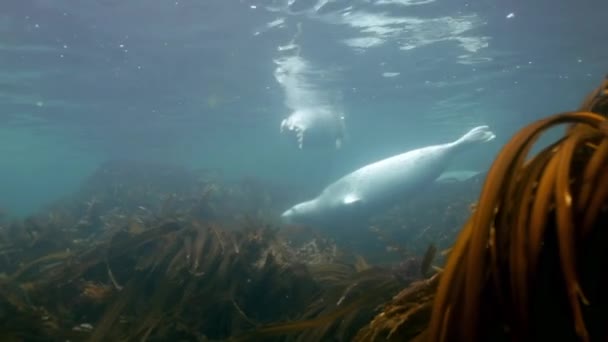 Foca gris nada en hierba submarina en el mar de Japón . — Vídeo de stock