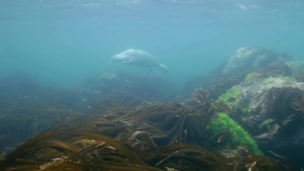 Grijze zeehond zwemt in onderwater gras in Japan zee. — Stockvideo