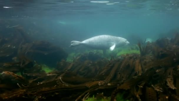 Серый тюлень плавает в подводной траве в Японском море . — стоковое видео