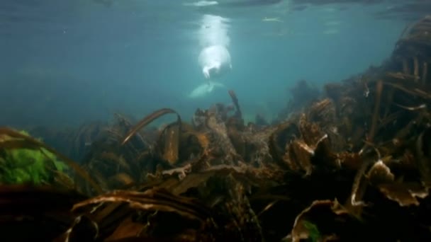 Gray seal swims  in underwater grass in Japan Sea. — Stock Video