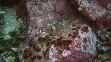 Balık ve deniz kestanesi deniz dibinin buzlu arasında.