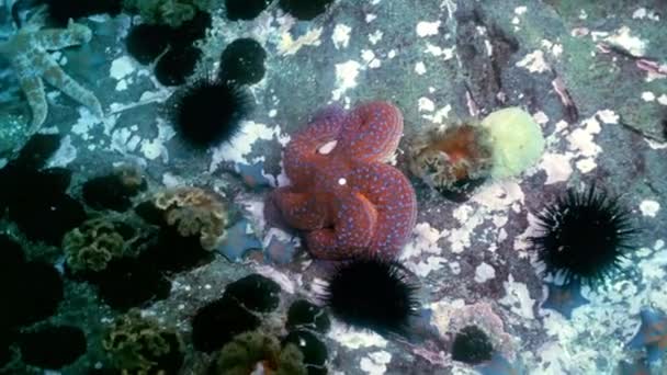 Étoiles de mer et oursins parmi les rochers du fond marin . — Video