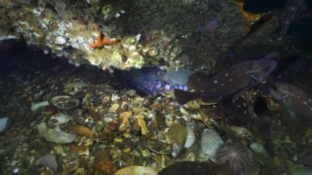 Grote octopus in de stenen zeebodem op zoek naar voedsel. — Stockvideo