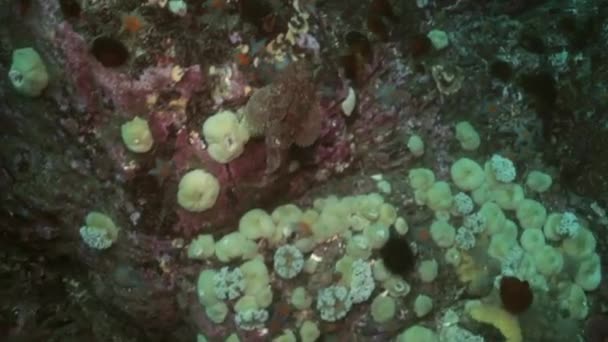 Pesci e ricci di mare tra le rocce sui fondali marini . — Video Stock