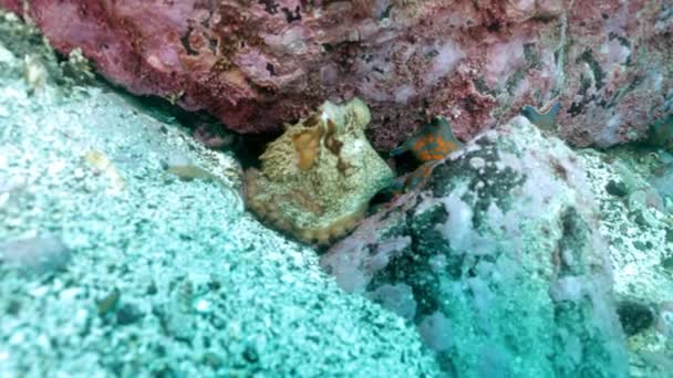 Big octopus in the stone seabed in search of food. — Stock Video