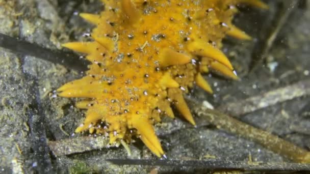 Pepino de mar en el fondo del mar en la hierba en busca de alimentos . — Vídeo de stock