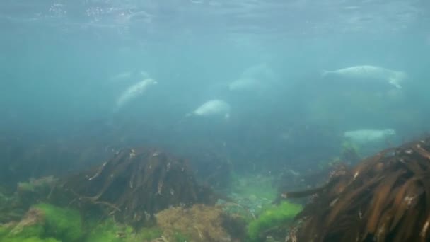 Foca gris nada en hierba submarina en el mar de Japón . — Vídeo de stock