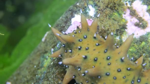 Concombre de mer sur les fonds marins dans l'herbe à la recherche de nourriture .