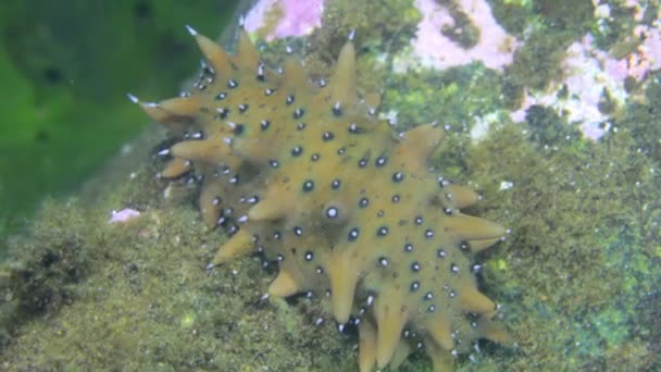 Concombre de mer sur les fonds marins dans l'herbe à la recherche de nourriture . — Video