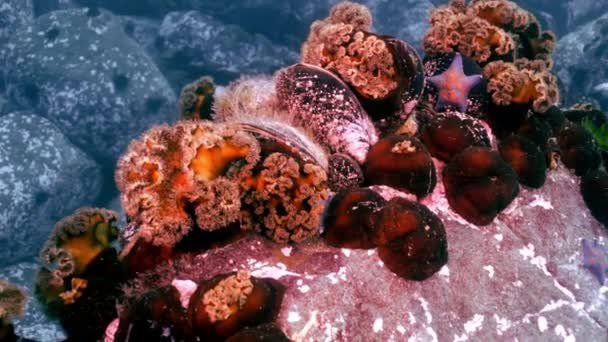 Coquilles et oursins parmi les rochers des fonds marins . — Video