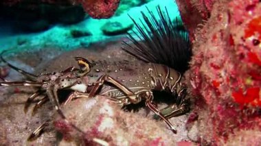 Mercan yiyecek bulmak Spiny ıstakoz.