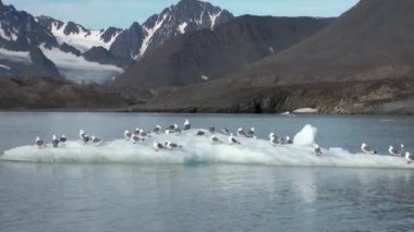 Martılar sit ve Arctic bir buzdağı float.