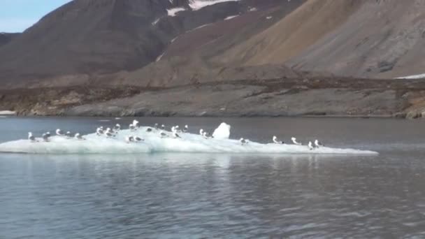 Seagulls sit and float on an iceberg in Arctic. — Stock Video