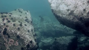 Deniz sualtı kayalarda arasında gri fok yüzüyor.