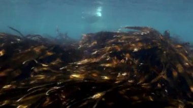 Gri fok sualtı çim Japonya denizde yüzüyor.