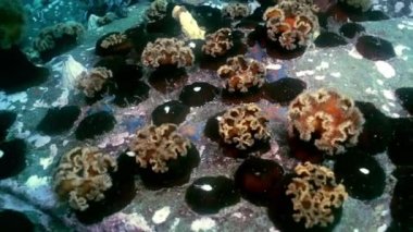 Deniz yıldızı ve deniz anemone deniz dibinin buzlu arasında.