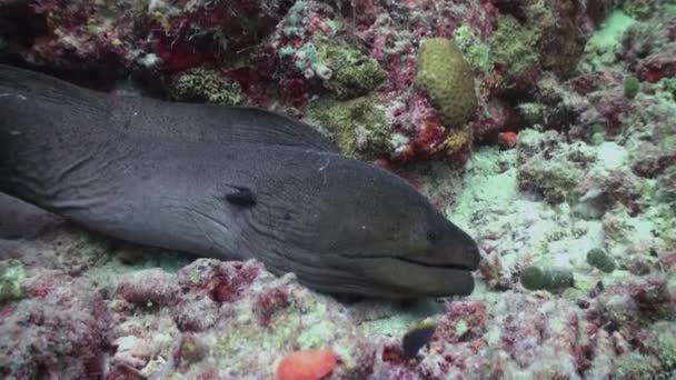 Moray ål i korallrev. Nära upp skott. Maldiverna. — Stockvideo