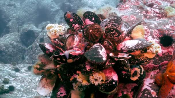 Pétoncles et oursins parmi les rochers des fonds marins . — Video