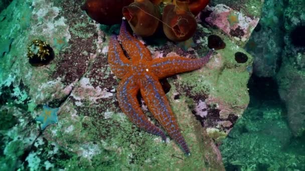 Морские звезды и морские ежки среди скал на морском дне . — стоковое видео