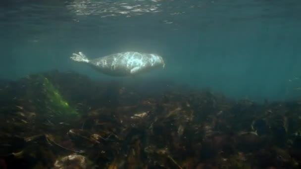 일본 바다에서 수 중 잔디에서 회색 물개 수영. — 비디오