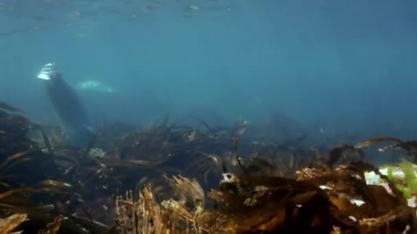 Foca gris nada en hierba submarina en el mar de Japón . — Vídeo de stock