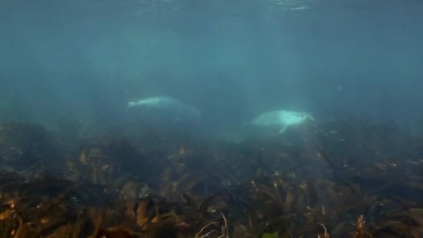 Foca gris nada en hierba submarina en el mar de Japón . — Vídeos de Stock